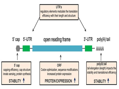 云顶国际官网加帽试剂相关发明专利获得国家知识产权局受理